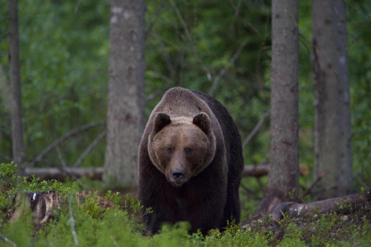 Bear Watching Hide Of Alutaguse Hotel Palasi Exterior photo