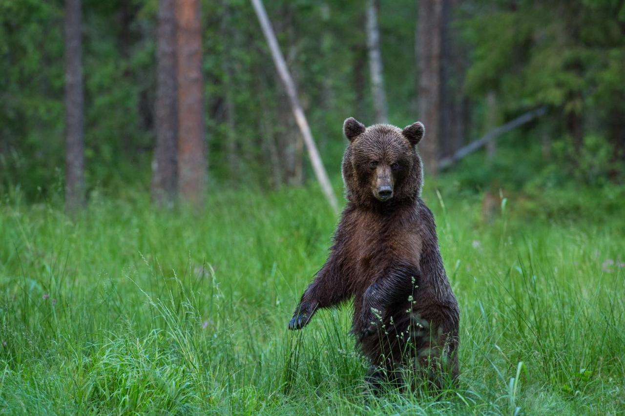 Bear Watching Hide Of Alutaguse Hotel Palasi Exterior photo