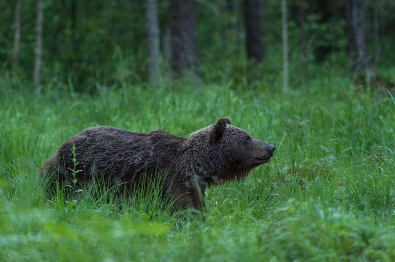 Bear Watching Hide Of Alutaguse Hotel Palasi Exterior photo