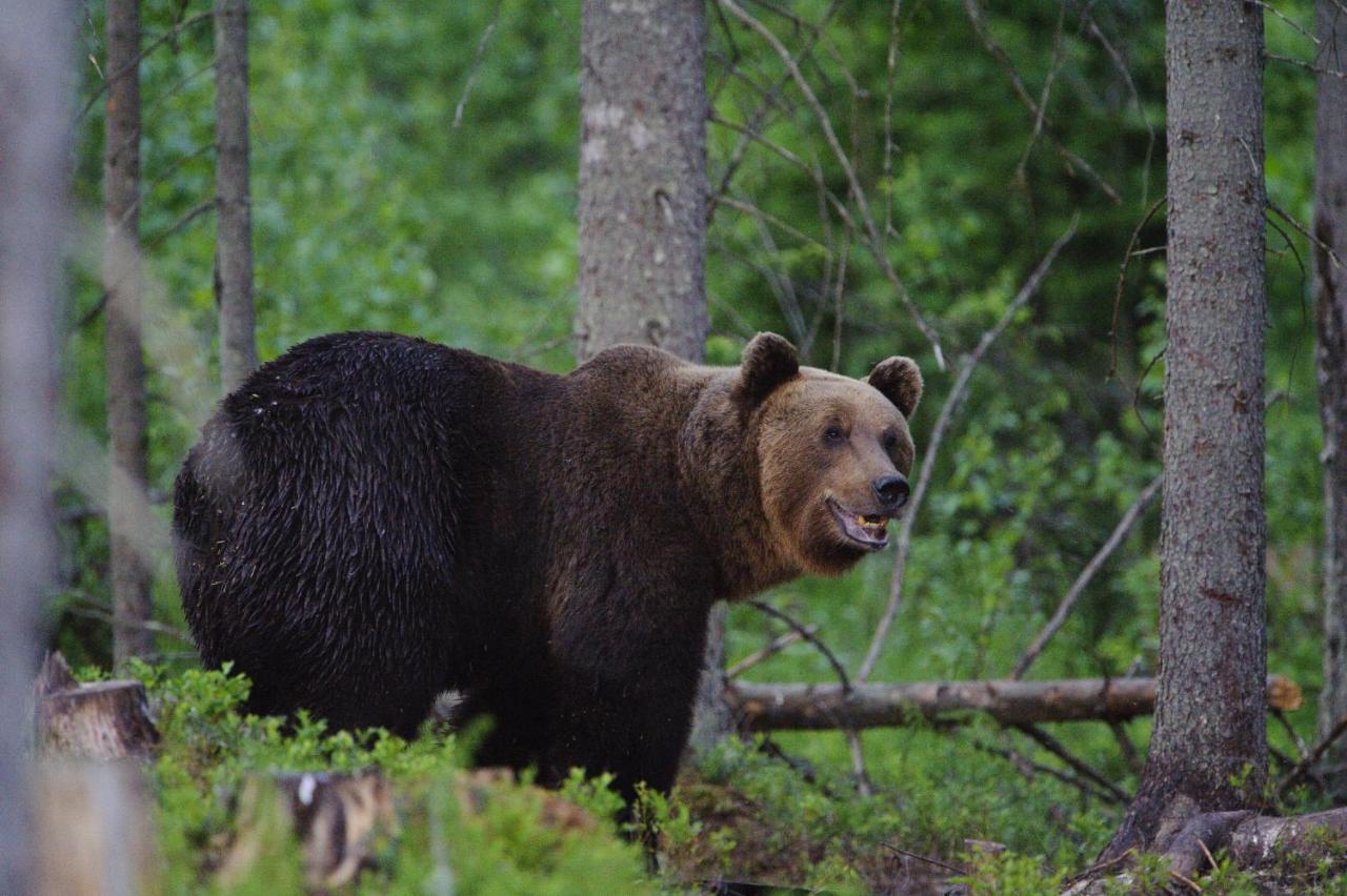 Bear Watching Hide Of Alutaguse Hotel Palasi Exterior photo