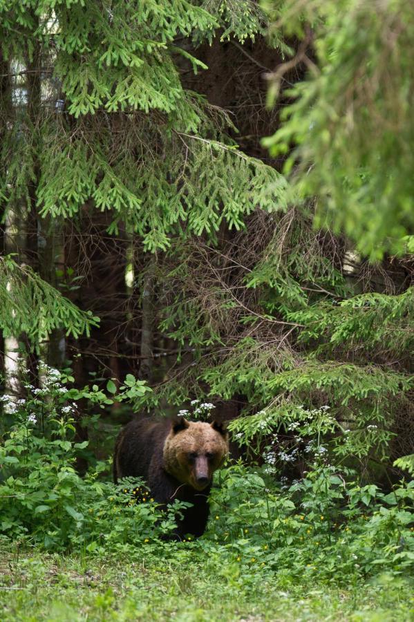 Bear Watching Hide Of Alutaguse Hotel Palasi Exterior photo