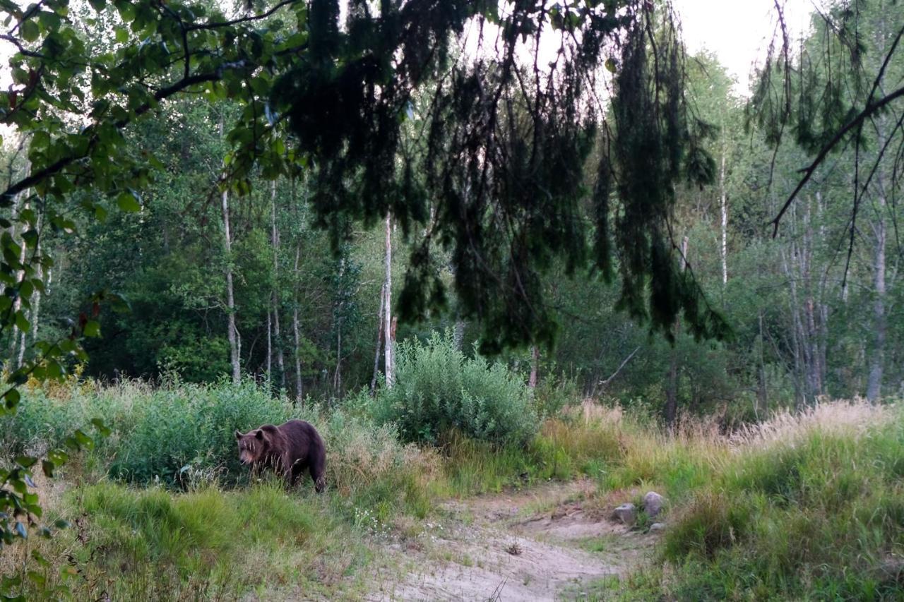 Bear Watching Hide Of Alutaguse Hotel Palasi Exterior photo