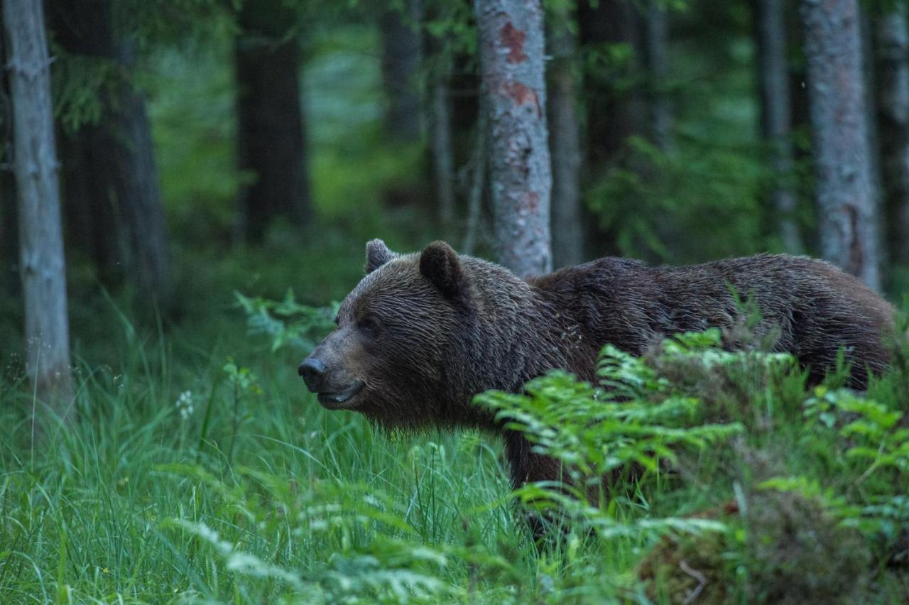 Bear Watching Hide Of Alutaguse Hotel Palasi Exterior photo