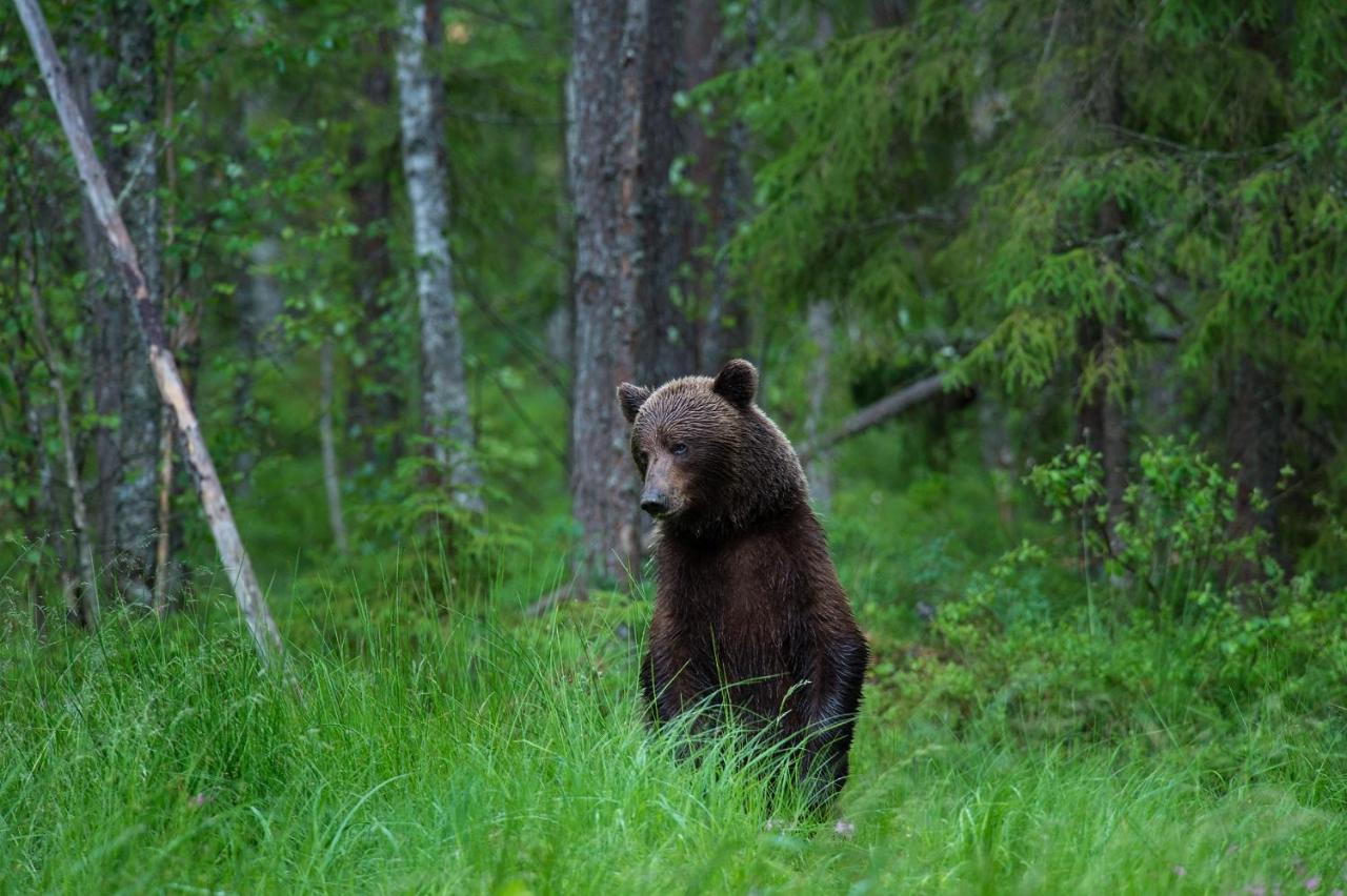 Bear Watching Hide Of Alutaguse Hotel Palasi Exterior photo